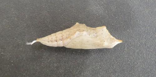 Réf. 314 333 : Pontia daplidice